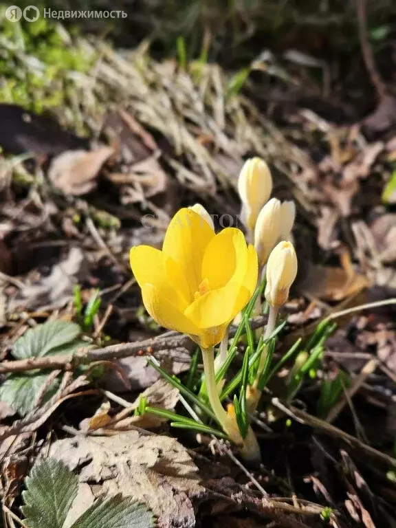Участок в Республика Алтай, Горно-Алтайск (8.4 м) - Фото 2