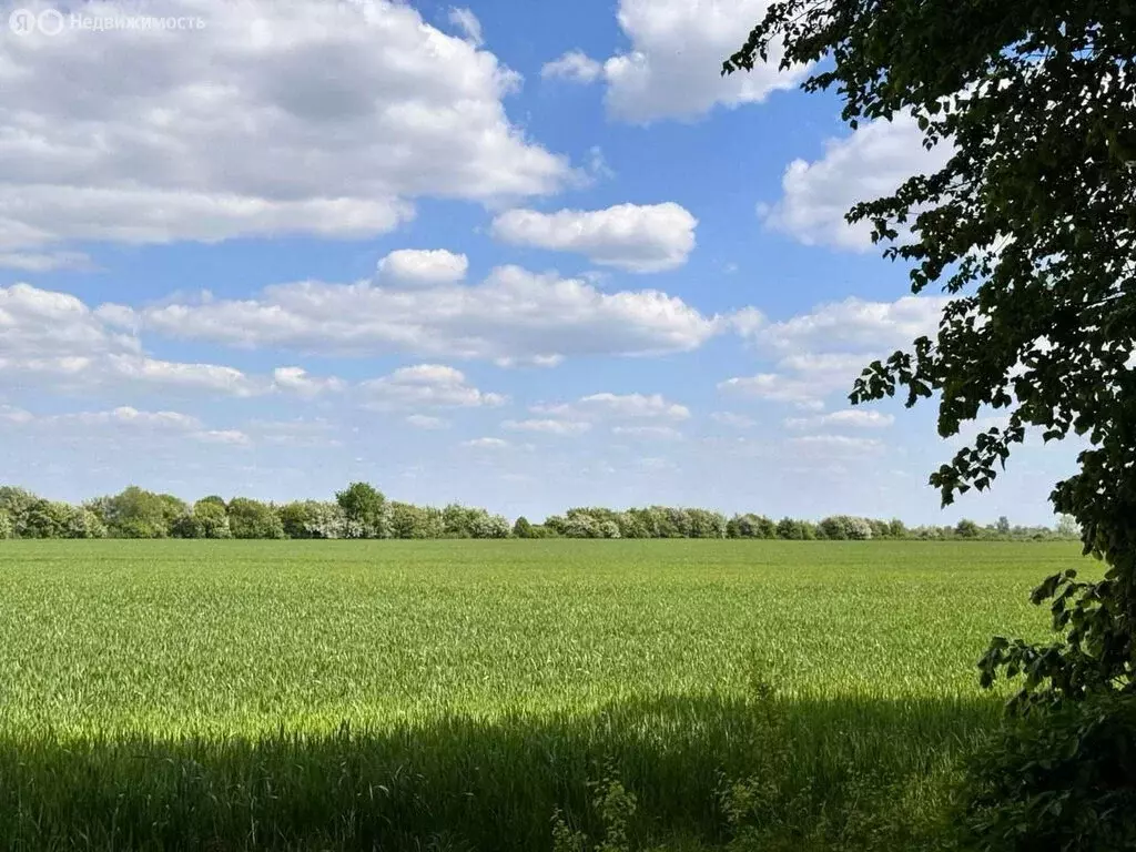 Участок в Калининградская область, Гурьевский муниципальный округ, ... - Фото 1