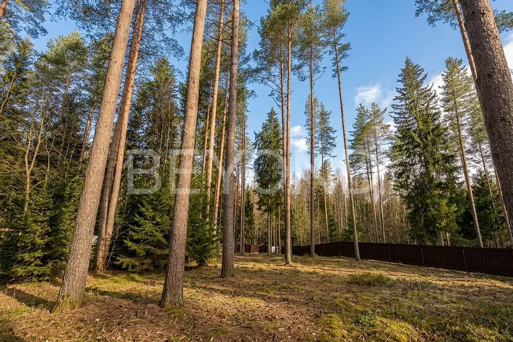 Участок в Ленинградская область, Всеволожский район, Сертоловское ... - Фото 1