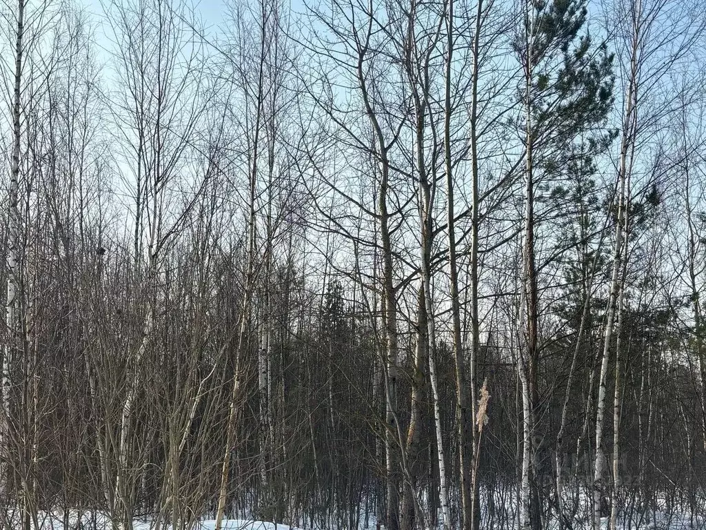 Участок в Московская область, Электрогорск Павлово-Посадский городской ... - Фото 2
