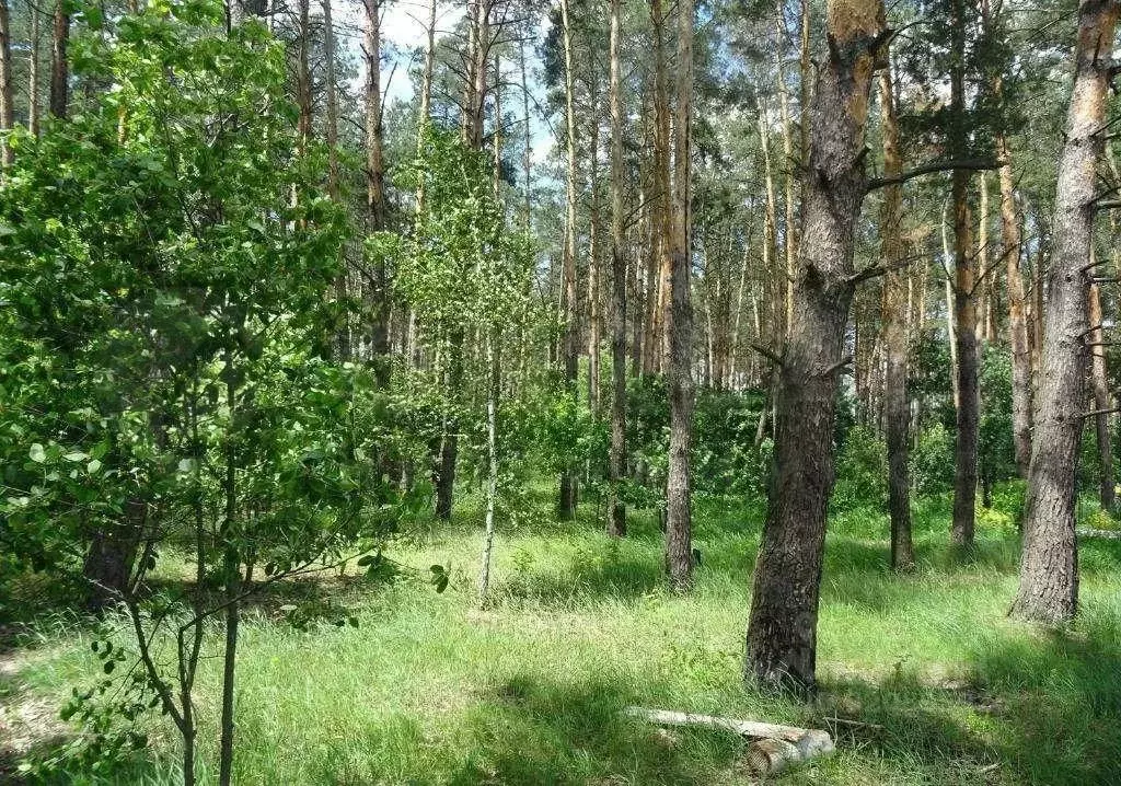 Участок в Московская область, Люберцы городской округ, Октябрьский пгт ... - Фото 1