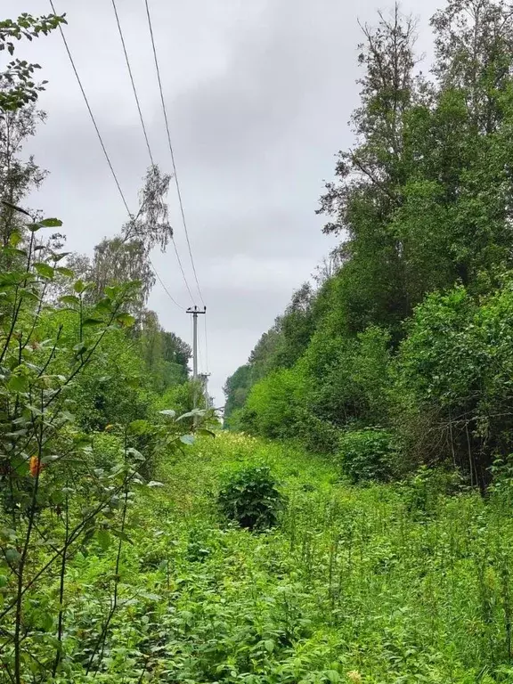 Участок в Ленинградская область, Лужский район, Осьминское с/пос, д. ... - Фото 1