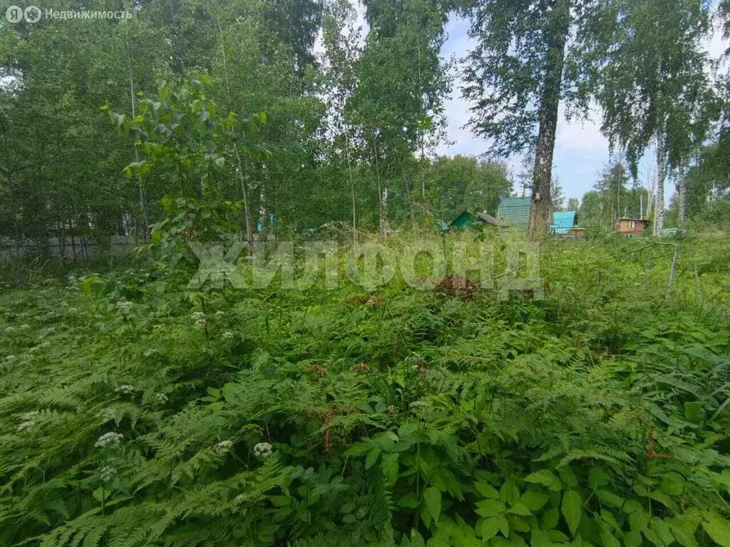Участок в Новосибирск, СНТ Черёмушки (12 м) - Фото 0