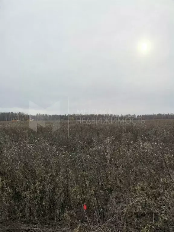 Участок в Тюменская область, Тюменский муниципальный округ, с. ... - Фото 1