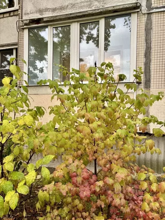 2-к кв. Санкт-Петербург ул. Десантников, 32К3 (51.0 м) - Фото 1