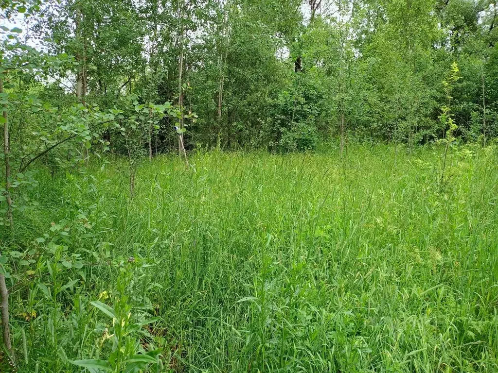 Участок в Московская область, Орехово-Зуевский городской округ, д. ... - Фото 1