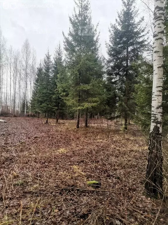 Участок в Медведевский район, Сидоровское сельское поселение, деревня ... - Фото 1