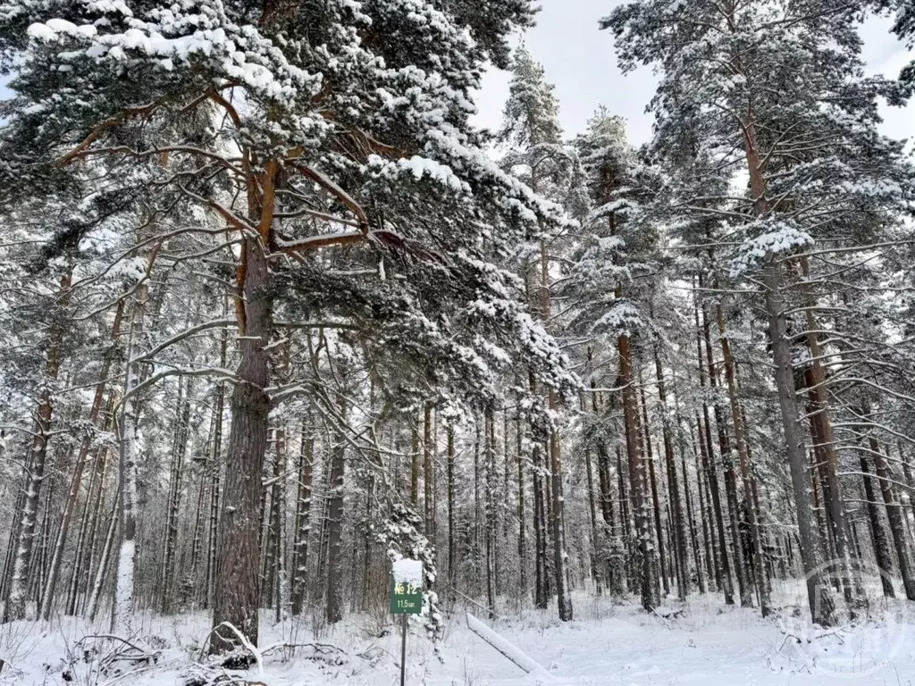 Участок в Ленинградская область, Выборгский район, Полянское с/пос, ... - Фото 2