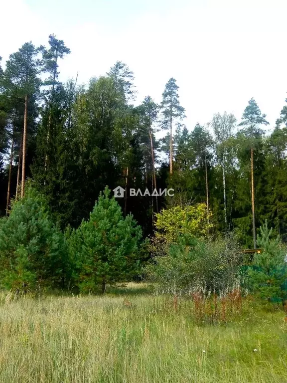 Участок в Владимирская область, Судогодский район, Андреевское ... - Фото 2