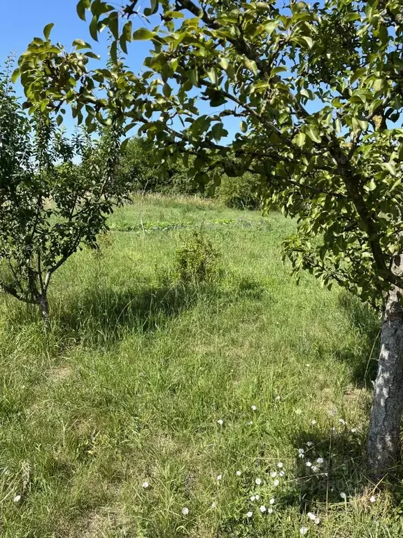 Участок в Калининградская область, Калининград Дельфин СНТ,  (5.0 ... - Фото 1