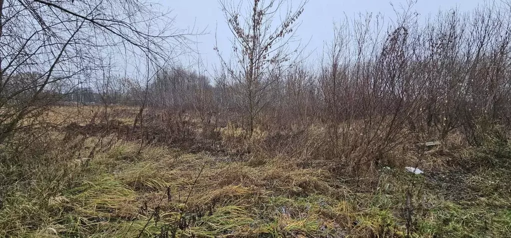 Участок в Московская область, Луховицы муниципальный округ, д. Берхино ... - Фото 1