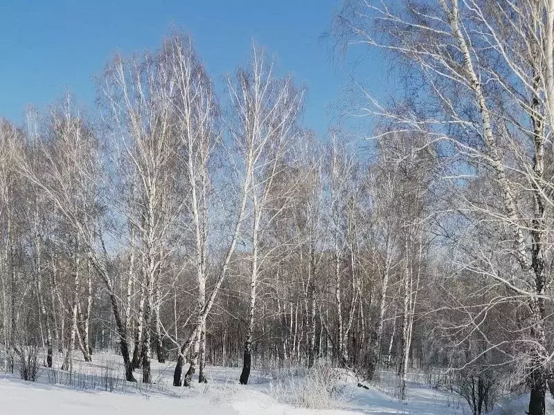 Участок в Новосибирская область, Новосибирский район, Станционный ... - Фото 0