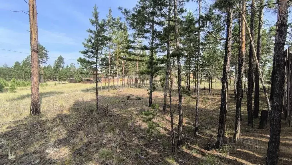 Участок в Бурятия, Улан-Удэ Лоза ДНТ, 78 (8.0 сот.) - Фото 1