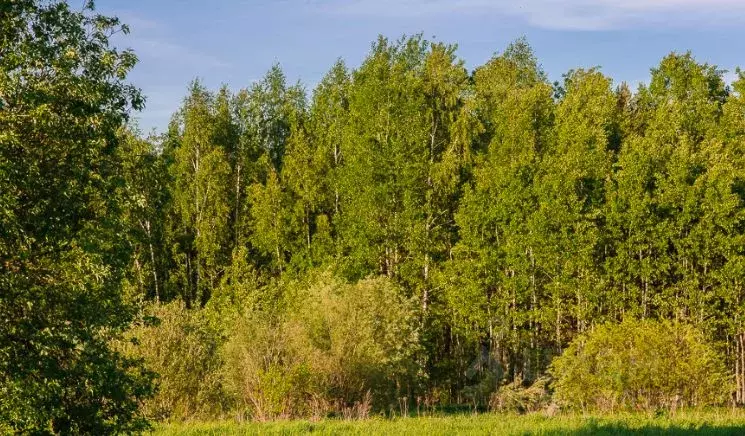 Участок в Московская область, Одинцовский городской округ, д. ... - Фото 0