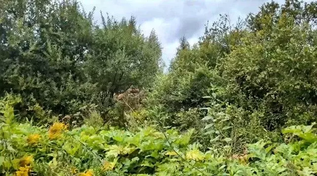 Участок в Московская область, Щелково городской округ, д. Малые ... - Фото 1