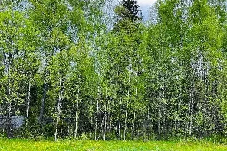 Участок в Московская область, Пушкинский городской округ, с. ... - Фото 0