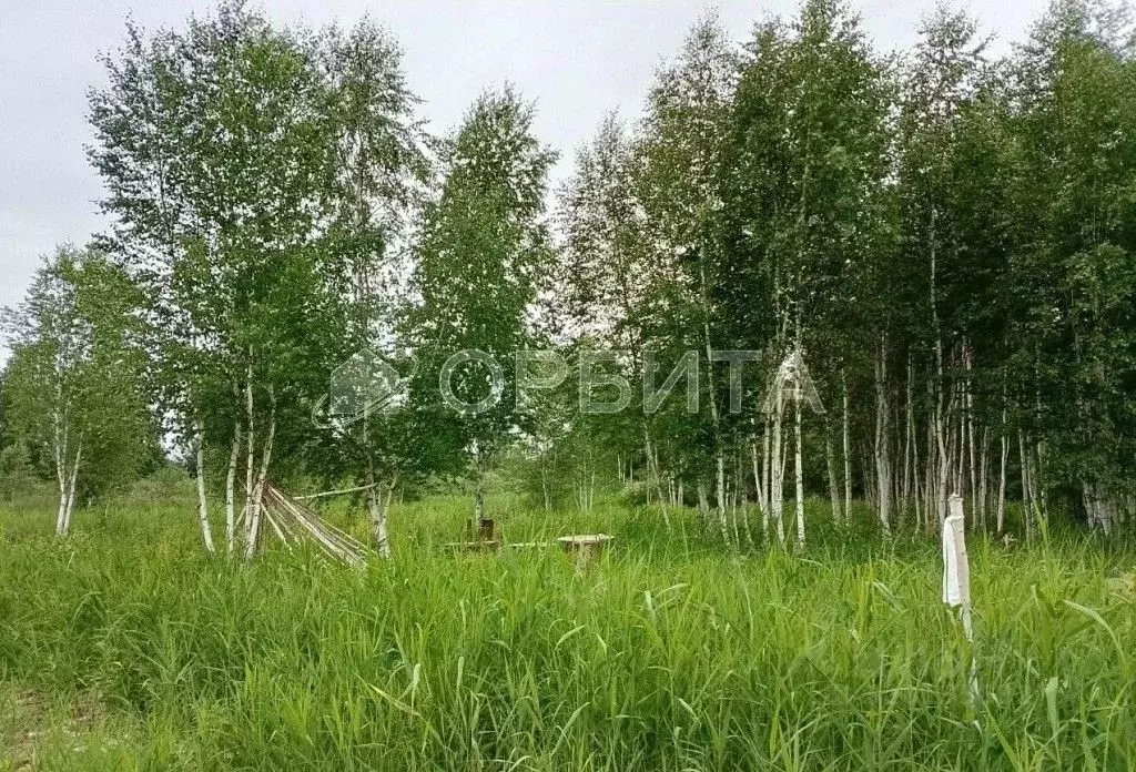 Участок в Тюменская область, Тюменский район, Янтарное ДНТ ул. ... - Фото 1