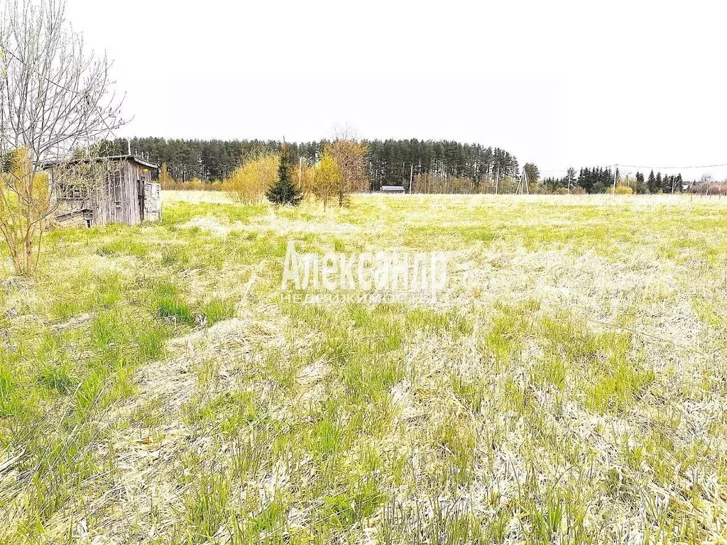 Участок в Ленинградская область, Приозерский район, Ромашкинское ... - Фото 2