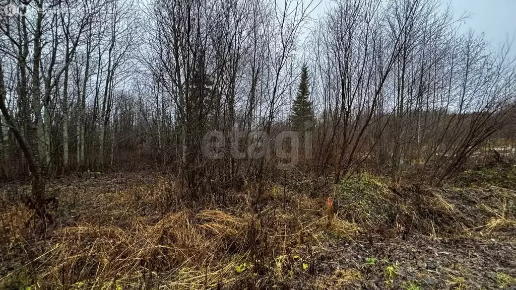 Участок в Архангельская область, Приморский муниципальный округ, ... - Фото 2