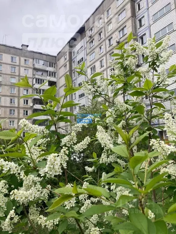 3-к кв. Алтайский край, Бийск Ленинградская ул., 57 (63.8 м) - Фото 0