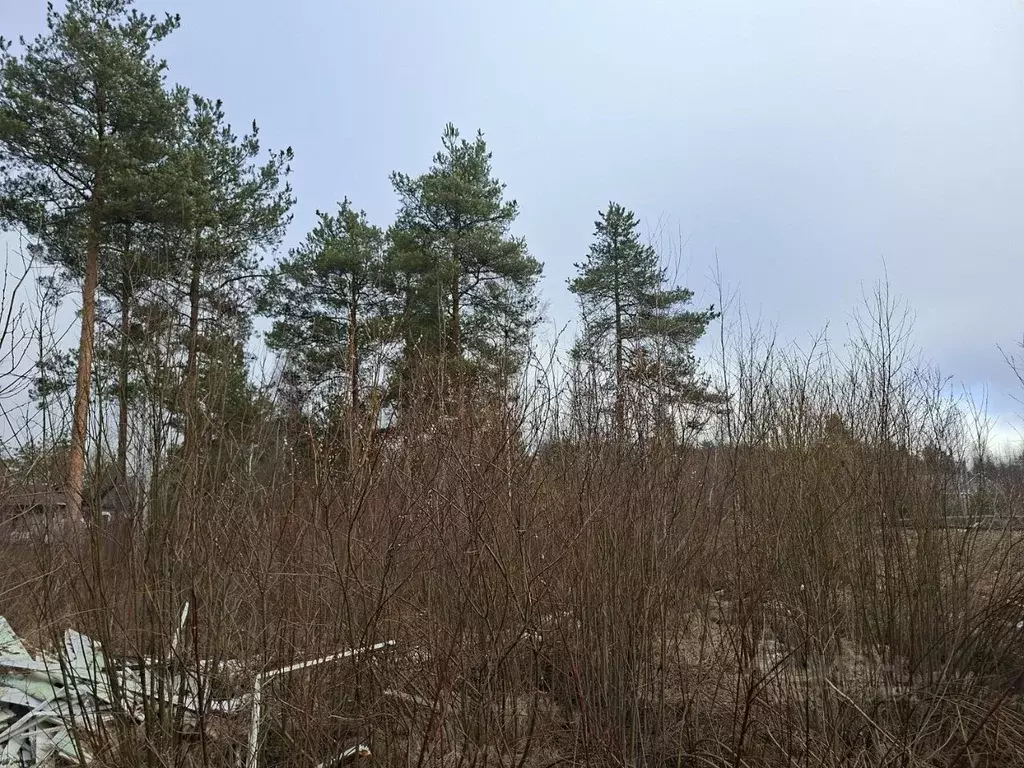 Участок в Ленинградская область, Всеволожское городское поселение, ... - Фото 1