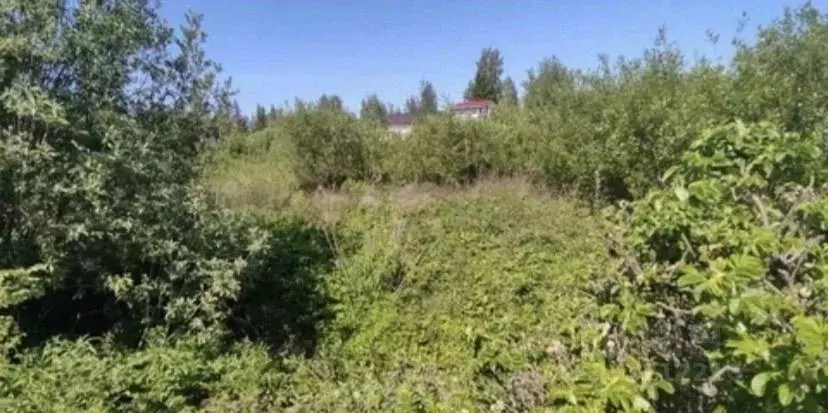 Участок в Ленинградская область, Тосненский район, Трубникоборское ... - Фото 1