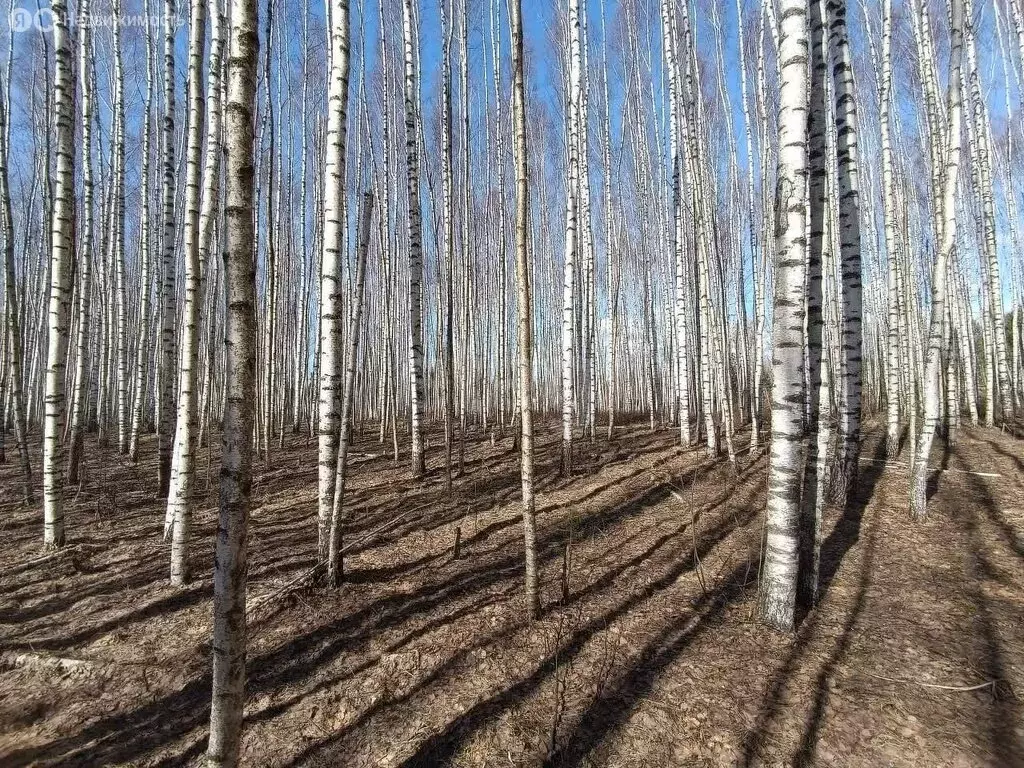 Участок в Нижегородская область, Лысковский муниципальный округ, ... - Фото 0