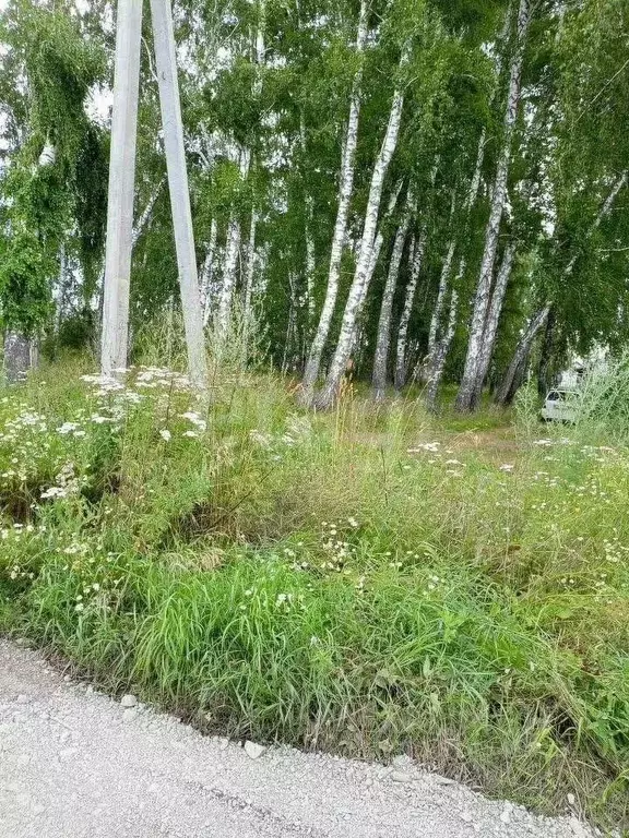 Участок в Новосибирская область, Новосибирский район, Морской ... - Фото 1