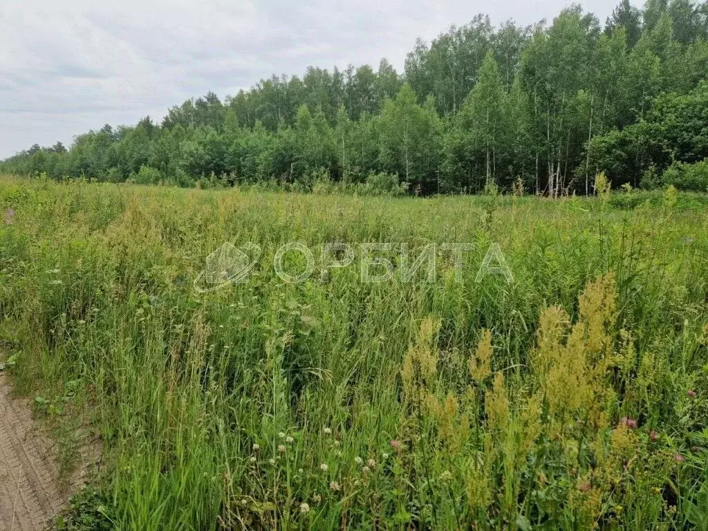 Участок в Тюменская область, Тюменский район, Новокаменский кп ул. ... - Фото 1