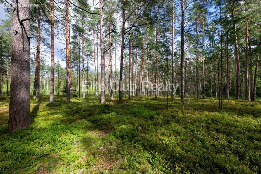 Участок в посёлок Комарово, Большой проспект (140 м) - Фото 1