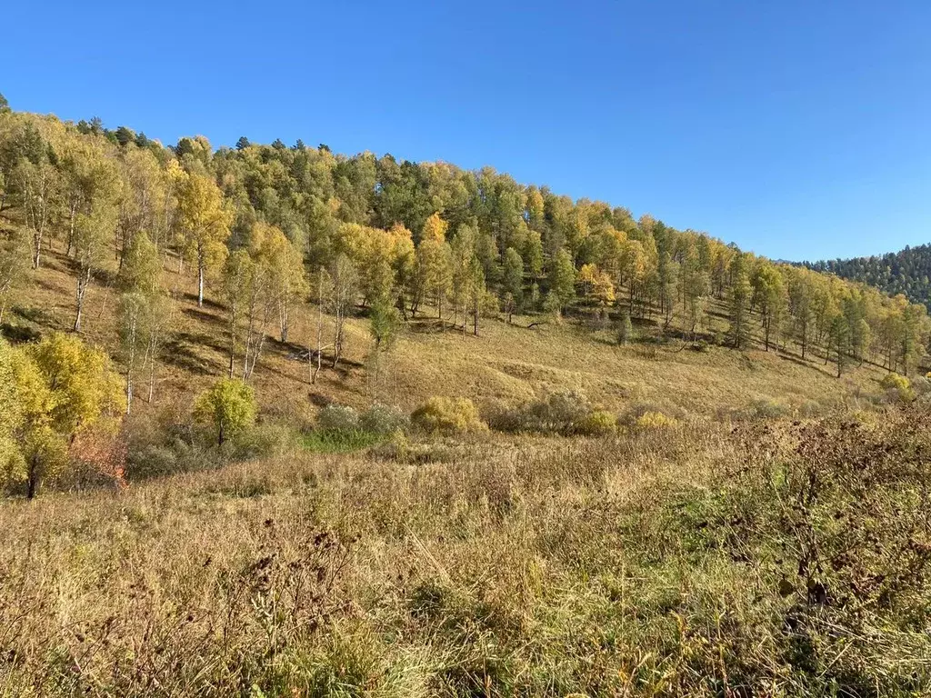 Участок в Алтай, Чемальский район, с. Бешпельтир  (240.0 сот.) - Фото 1