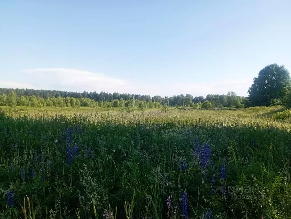 Участок в Владимирская область, Александровский район, Каринское ... - Фото 0