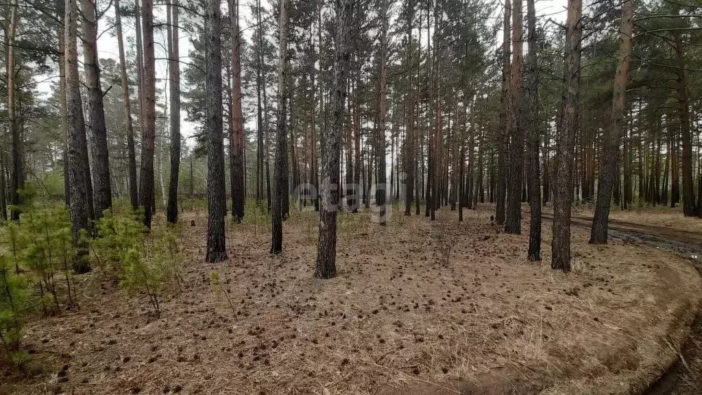 Участок в Забайкальский край, Читинский район, с. Смоленка  (8.0 сот.) - Фото 1