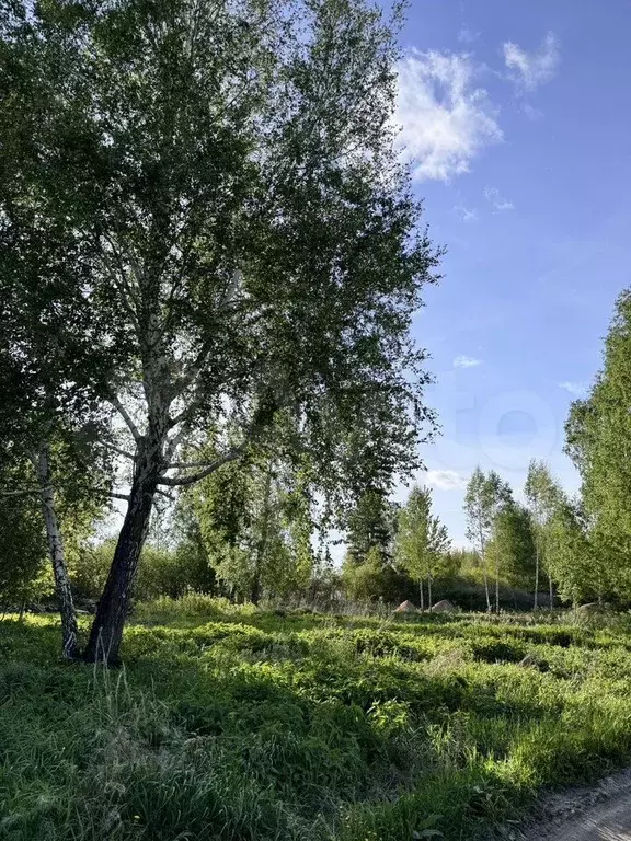 Участок 11 сот. (СНТ, ДНП) - Фото 0