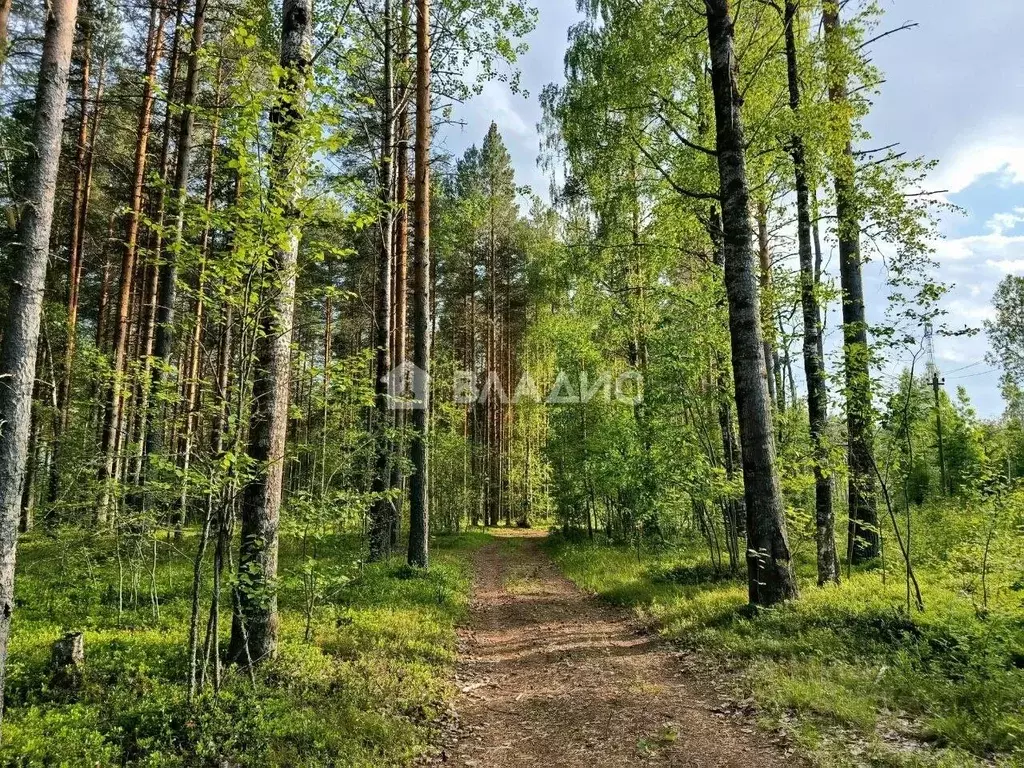 Участок в Карелия, Кондопожский район, Кончезерское с/пос, Зверовод ... - Фото 1