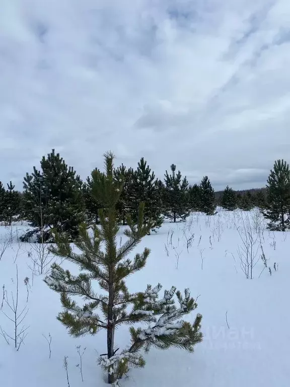 Участок в Тюменская область, Тюменский район, с. Горьковка Сибирская ... - Фото 1