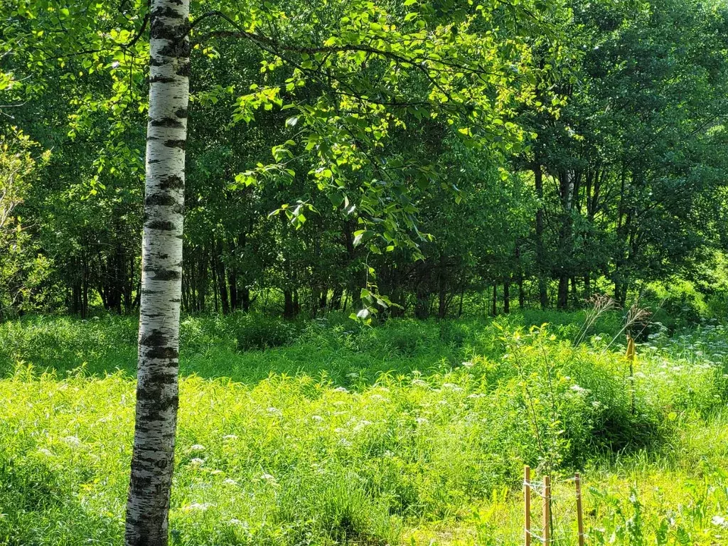 Участок в Псковская область, Псковский район, Торошинская волость, д. ... - Фото 2