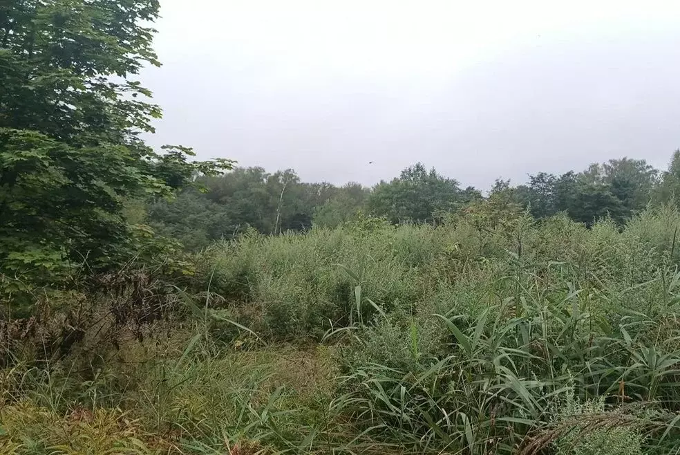 Участок в Московская область, Дмитровский муниципальный округ, д. ... - Фото 1