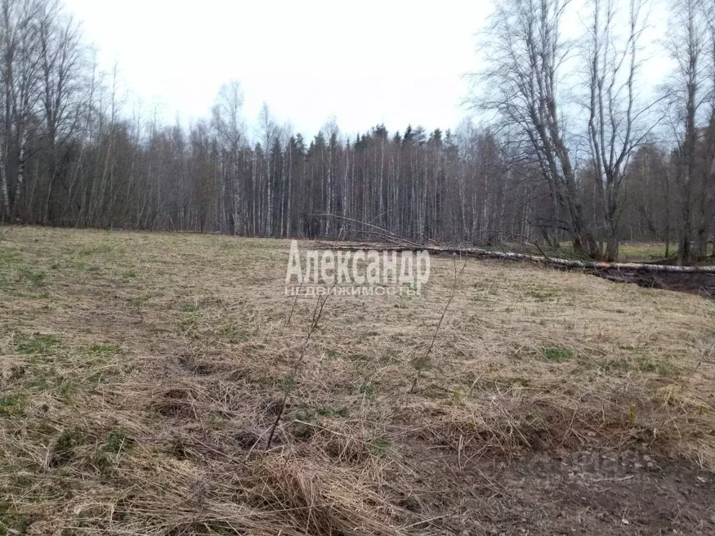 Участок в Ленинградская область, Приозерский район, Мельниковское ... - Фото 1