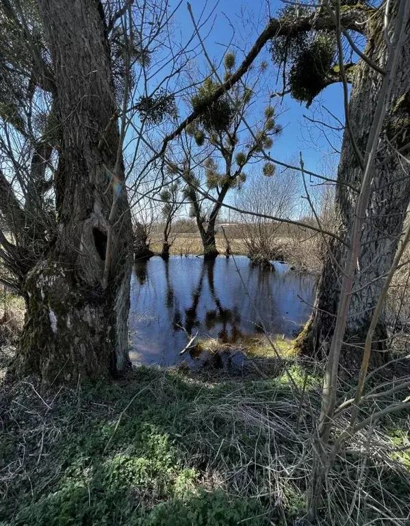 Участок в Калининградская область, Багратионовский муниципальный ... - Фото 1