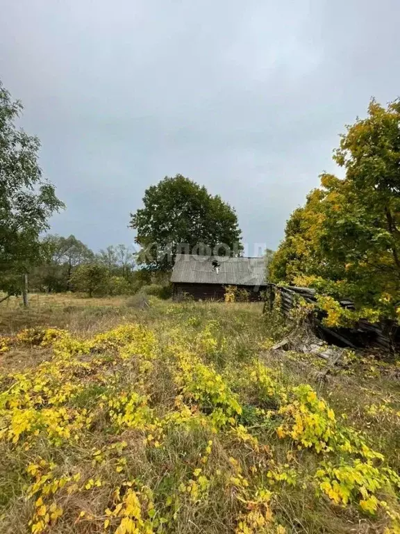 Участок в Брянская область, Выгоничское городское поселение, пос. ... - Фото 1