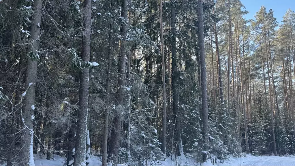 Участок в Ленинградская область, Выборгский район, Первомайское с/пос, ... - Фото 2