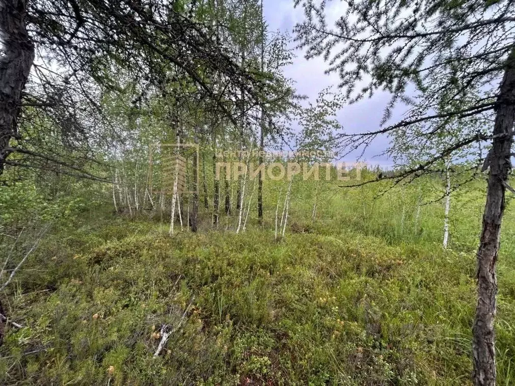 Участок в Саха (Якутия), Мегино-Кангаласский улус, Нижний Бестях пгт  ... - Фото 2