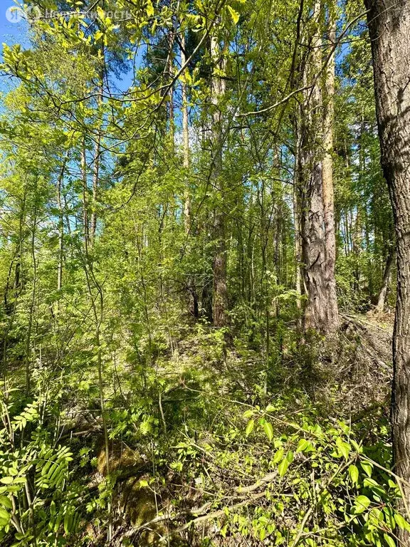 Участок в Московская область, Богородский городской округ, деревня ... - Фото 1