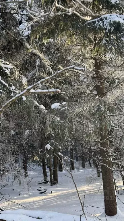 Участок в Московская область, Можайский муниципальный округ, Форест ... - Фото 2