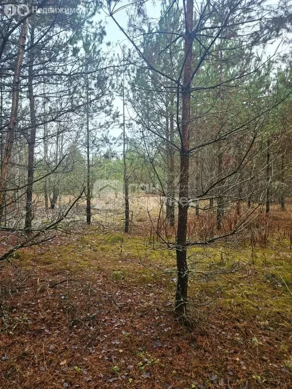 Участок в Лодейное Поле, Манинское Поле (9.75 м) - Фото 1