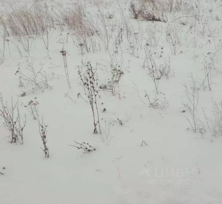 Участок в Воронежская область, Борисоглебский городской округ, пос. ... - Фото 1