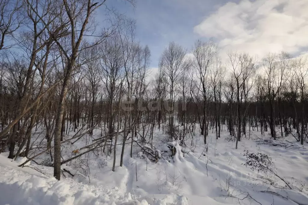 Участок в Сахалинская область, Анивский городской округ, с. Троицкое  ... - Фото 1
