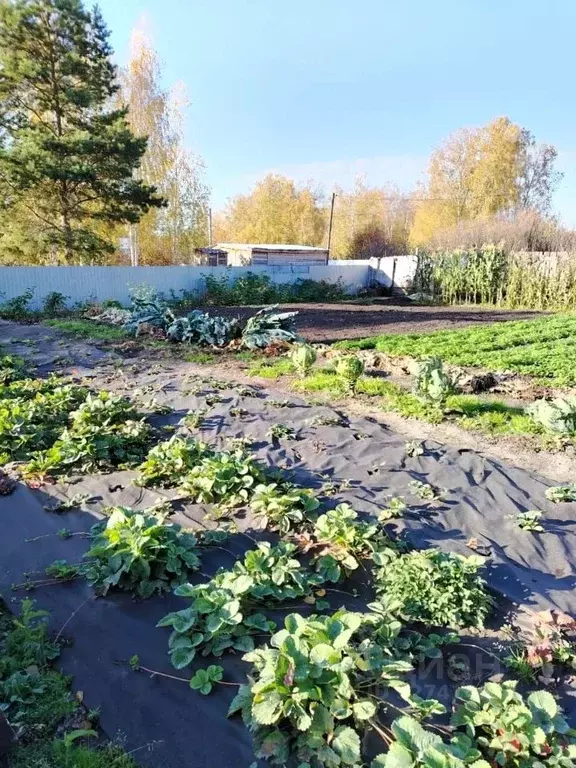Участок в Новосибирская область, Новосибирский район, Барышевский ... - Фото 2