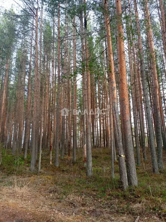 Участок в Кондопожский район, посёлок Гирвас (15 м) - Фото 1